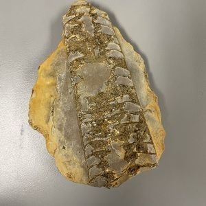 Meet your Posher, Caitlin